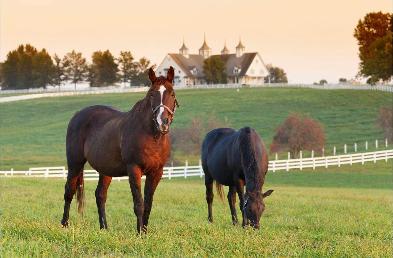 Two mature horses in a farm in kentucky