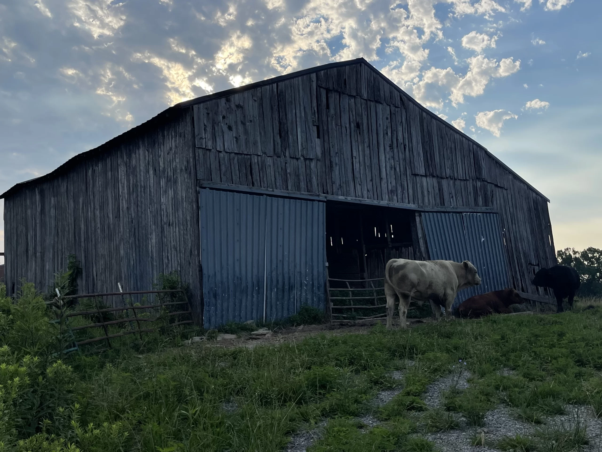 A close-up of an old barn with a cow standing in front of it